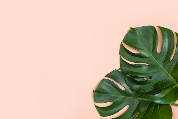 Mooie tropische palm monstera bladeren tak geïsoleerd op fel roze achtergrond bovenaanzicht plat lag overhead boven zomer schoonheid leeg ontwerpconcept