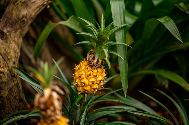 Mooie tropische planten in een botanische tuin