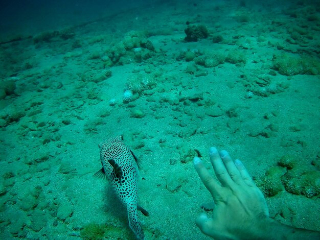 Foto mooie tropische vis marsa alam egypte