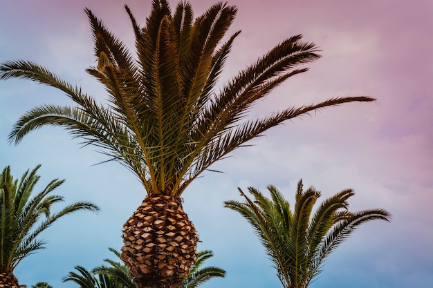 Mooie tropische zonsondergang met palmbomen op het strand. afgezwakt.