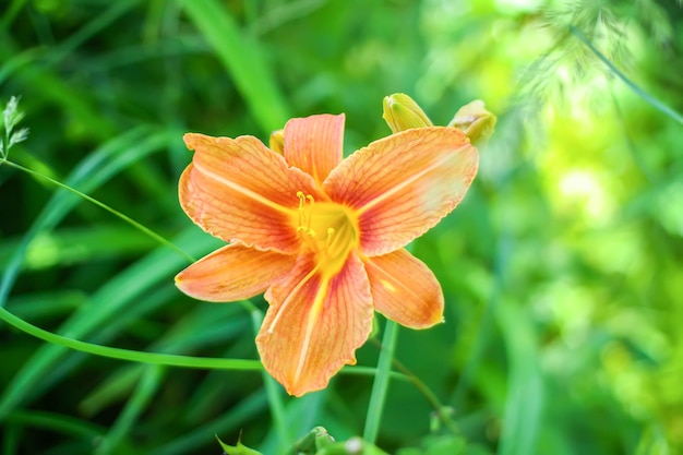 Mooie tuin bloemen. Oranje lelies.