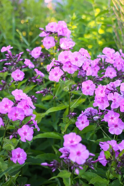 Mooie tuin bloemen. Paarse floxen. Meerjarige decoratieve planten.