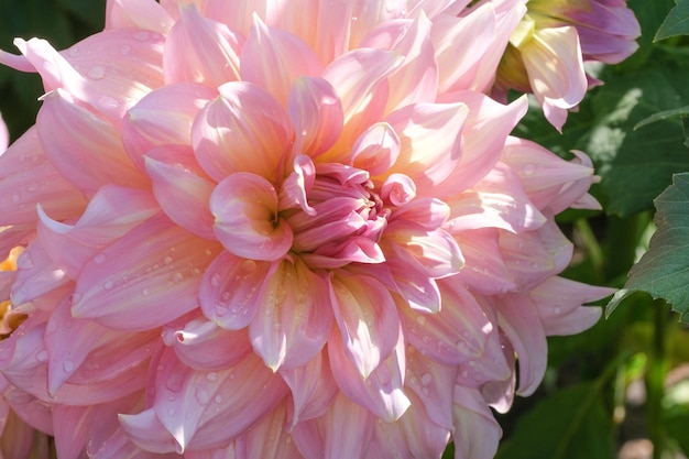 Mooie tuin dahlia bloem close-up op een zonnige herfstdag macrofotografie