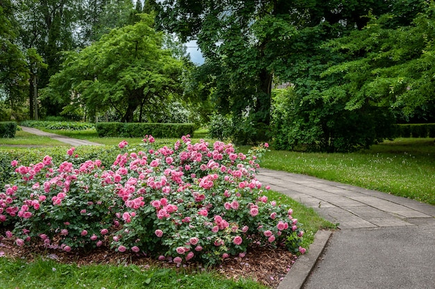 Mooie tuin met bloeiende rozen en gebogen loopbrug.