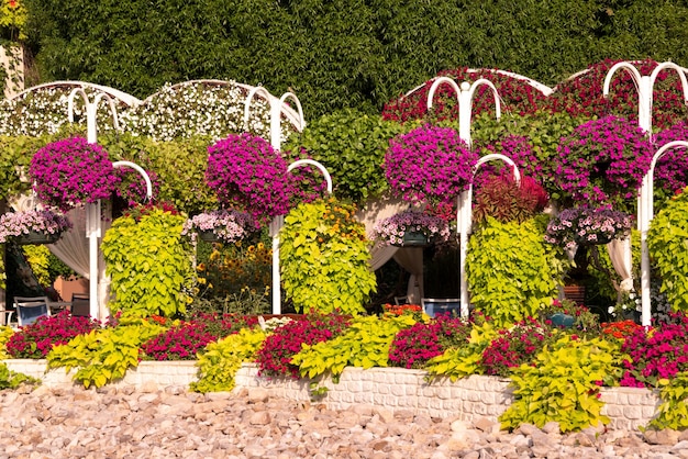 Mooie tuin of park met veel petunia's en andere bloemen