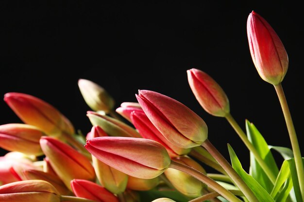 Mooie tulp bloemen close-up