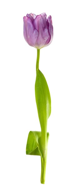 Mooie tulp geïsoleerd op wit