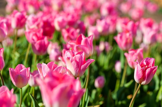 Mooie tulp op wazig lente zonnig. Heldere tulpenbloem voor lente of liefdesconcept.