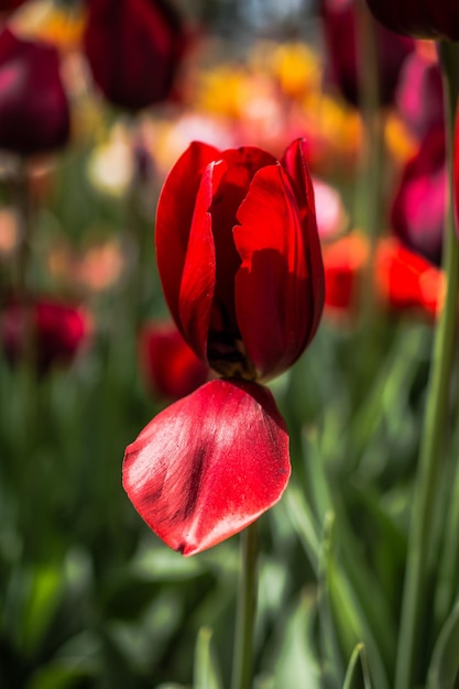 Mooie tulpen bloeien in het tulpenveld in het voorjaar