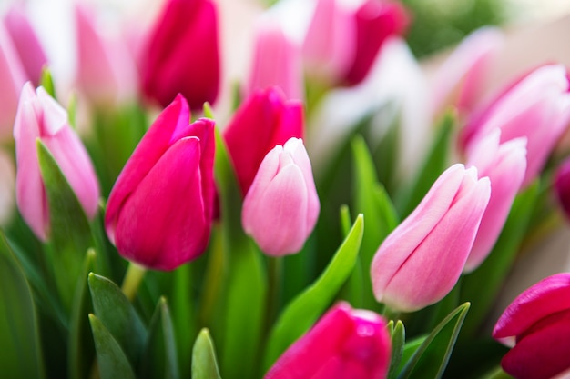 Mooie tulpen boeket achtergrond