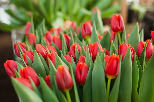 Mooie tulpen die in een serre worden gekweekt