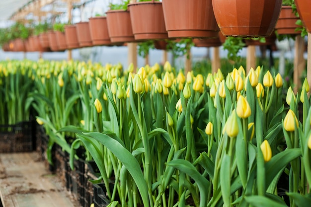 Mooie tulpen die in een serre worden gekweekt