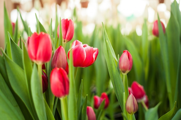 Mooie tulpen die in een serre worden gekweekt