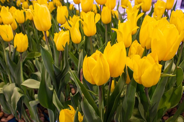 Mooie tulpen gele bloemen in de tuin. Selecteer focus.