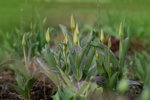 Mooie tulpen groene knoppen Tulpen groene knoppen op groene achtergrond