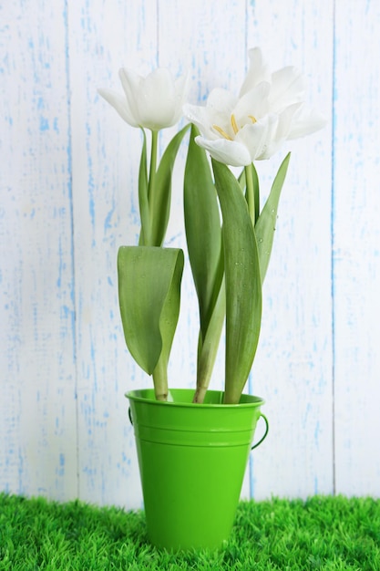 Mooie tulpen in decoratieve emmer op een houten achtergrond kleur