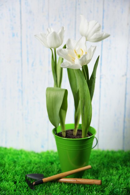 Mooie tulpen in decoratieve emmer op een houten achtergrond kleur