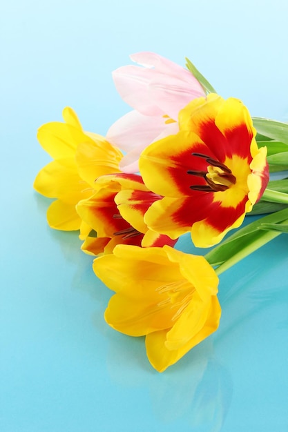 Mooie tulpen in emmer op blauwe achtergrond