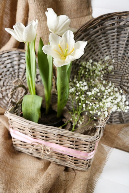 Mooie tulpen in rieten mand, op een houten achtergrond kleur