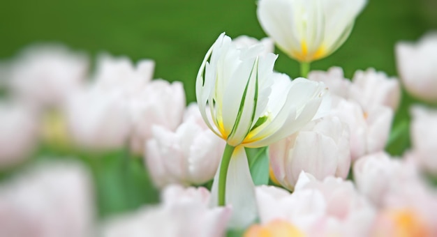 Mooie tulpen Lente natuur achtergrond voor webbanner en kaartontwerp