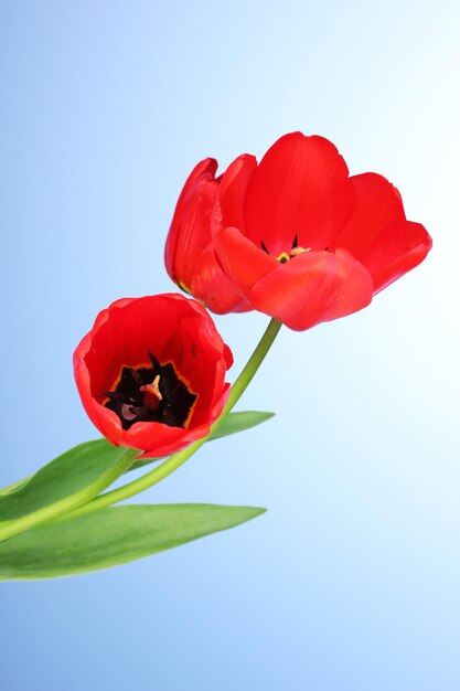 Mooie tulpen op blauwe achtergrond