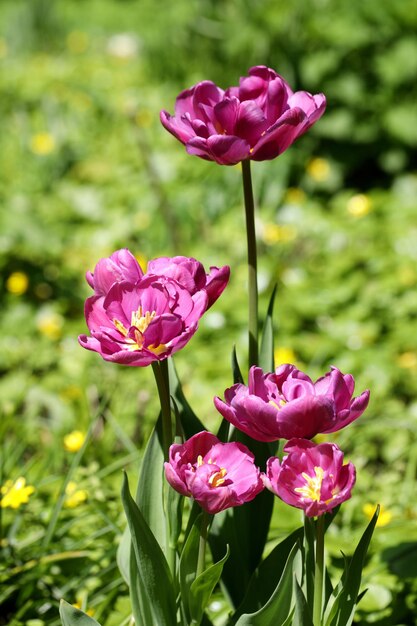 Mooie tulpen voor poster of wenskaart