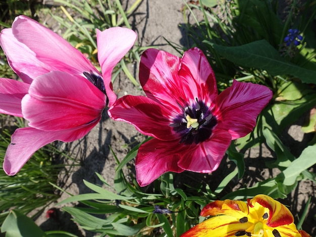 Mooie tulpenbloem bloeiende lente foto levendige kleuren tulpenbloem