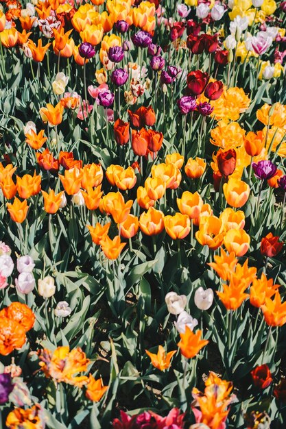 Foto mooie tulpenbloem voor ansichtkaart schoonheid conceptontwerp