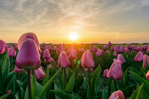 Mooie tulpengebieden in Nederland in de lente onder een zonsopganghemel, Amsterdam, Nederland