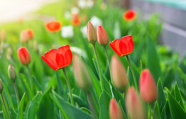 Mooie tulpenknoppen en bloemen. Rode tulpen op een zonnige dag