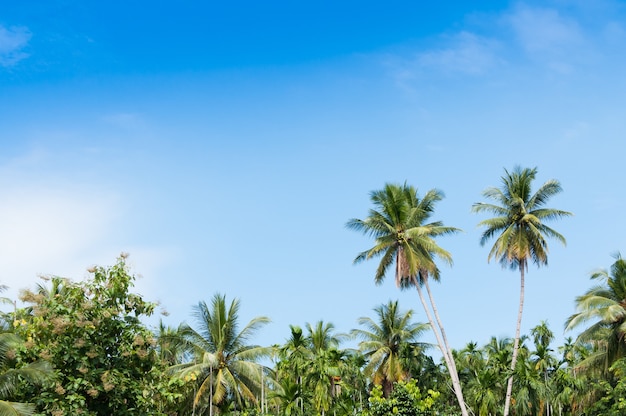 Mooie twee kokospalmen bomen in het tropische woud met blauwe lucht op het eiland in Thailand