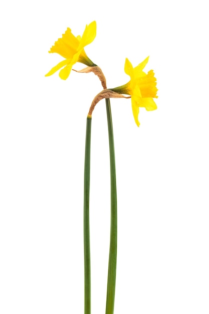 Mooie twee narcissen