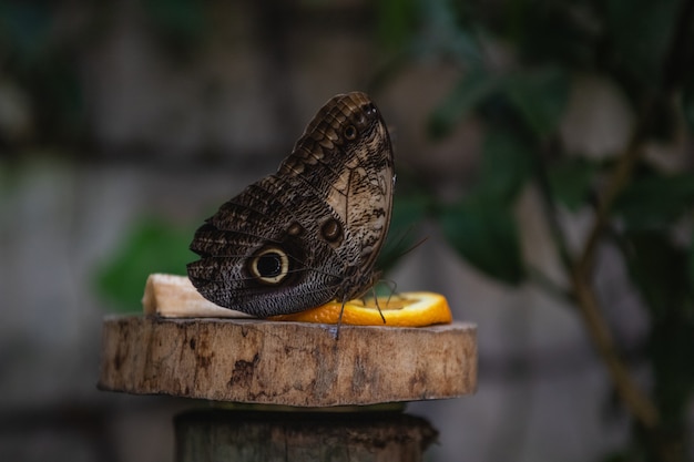 Foto mooie uilvlinder, wat fruit eten. vlinder die eruit ziet als een oog.