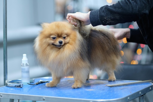 Mooie vakantiefoto in de salon voor dieren met een pomeranian op tafel tijdens de verzorging