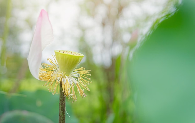 Mooie vallende witte lotusbloem