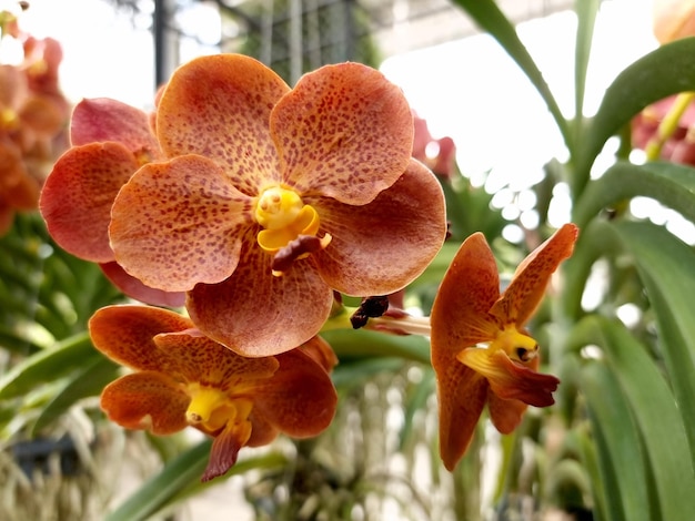 Mooie Vanda hookerriana orchideebloem in de tuin