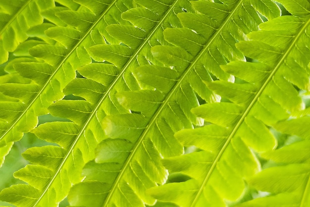 Mooie varenblad close-up. natuur achtergrond.