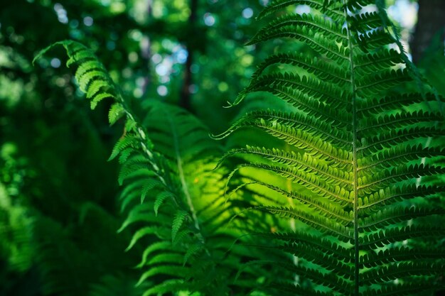 Mooie varenbladeren in zonlicht, groen gebladerte, natuurlijke gebladerte, varenbloemachtergrond Zonlicht bij zonsondergang in een Scandinavisch bos selectieve focus