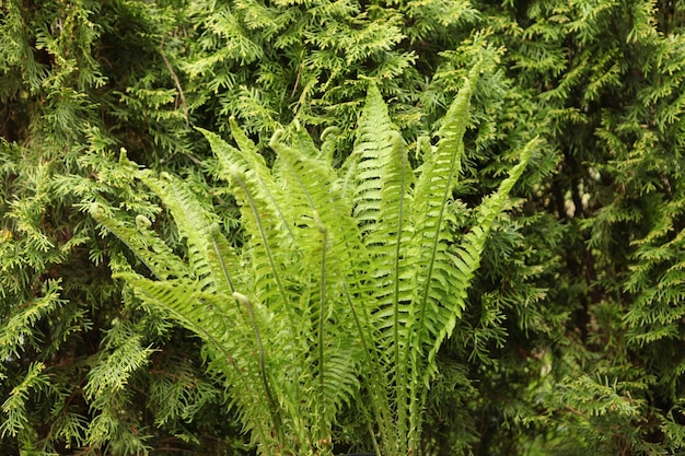 Mooie varenbladtextuur in de natuur natuurlijke achtergrond close-up planten in bosflora