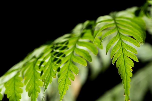 Foto mooie varens bladeren groen