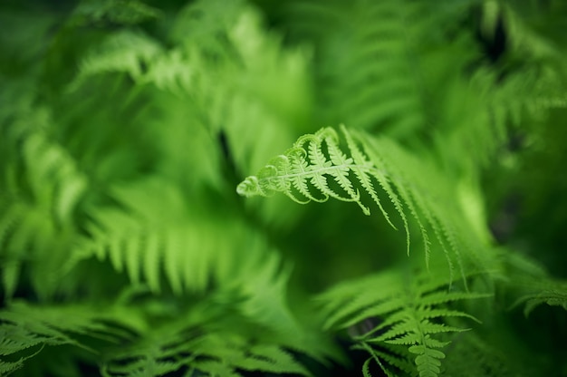 Mooie varens laat groen gebladerte natuurlijke bloemenvaren