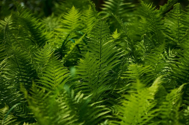 Mooie varens laten groen gebladerte natuurlijke bloemenvaren achtergrond in zonlicht