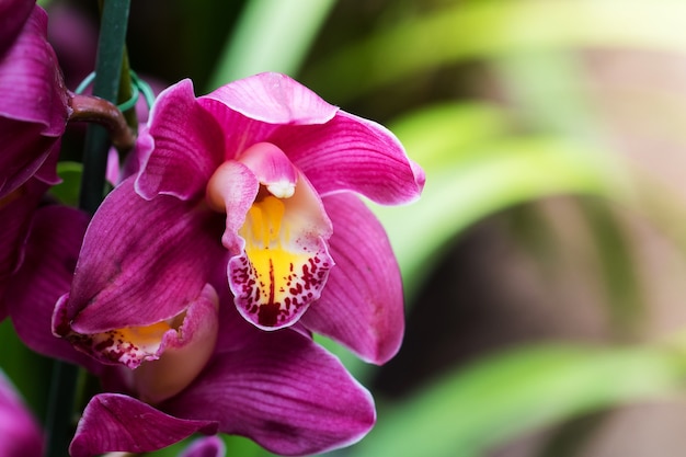 Mooie veel roze orchideebloem in tuin