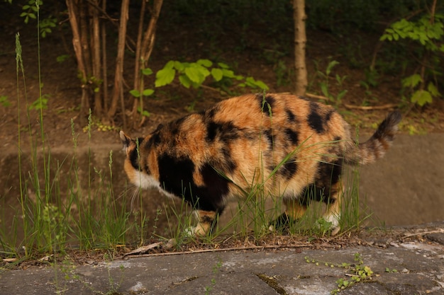 Mooie veelkleurige kat die in de lente buiten loopt