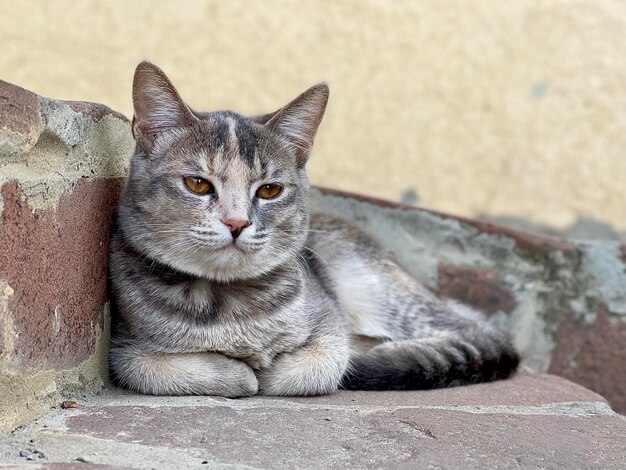 mooie veelkleurige kat ligt op een stenen achtergrond en kijkt naar de zijkant, ruimte voor tekst