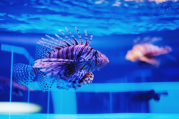 Mooie veelkleurige vissen in aquarium met blauw water