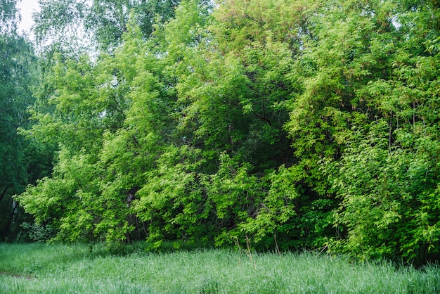 Mooie vegetatiemuur van bomenbladeren op bosrand