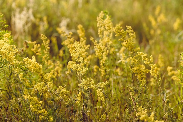 Mooie veld wilde bloemen van mimosa in warm zonlicht. Schoonheid natuur groeiend geel bloesem gras en gouden zonsondergang licht. Milieu achtergrond