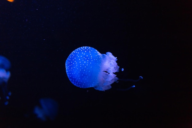 Mooie verbazingwekkende gloeiende blauwe kwallen drijvend in diep water