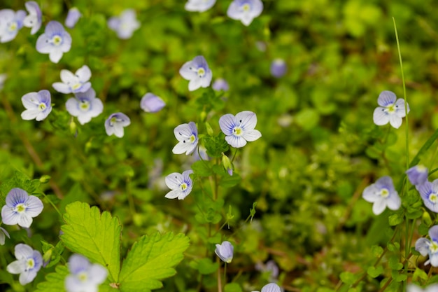 Mooie veronica chamadris blauwe bloemen in het voorjaar florale achtergrond veronica alpine veronica fruticans wilde bloem veronica eik